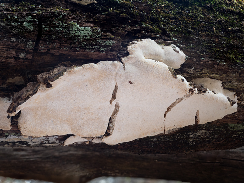 Perenniporia meridionalis